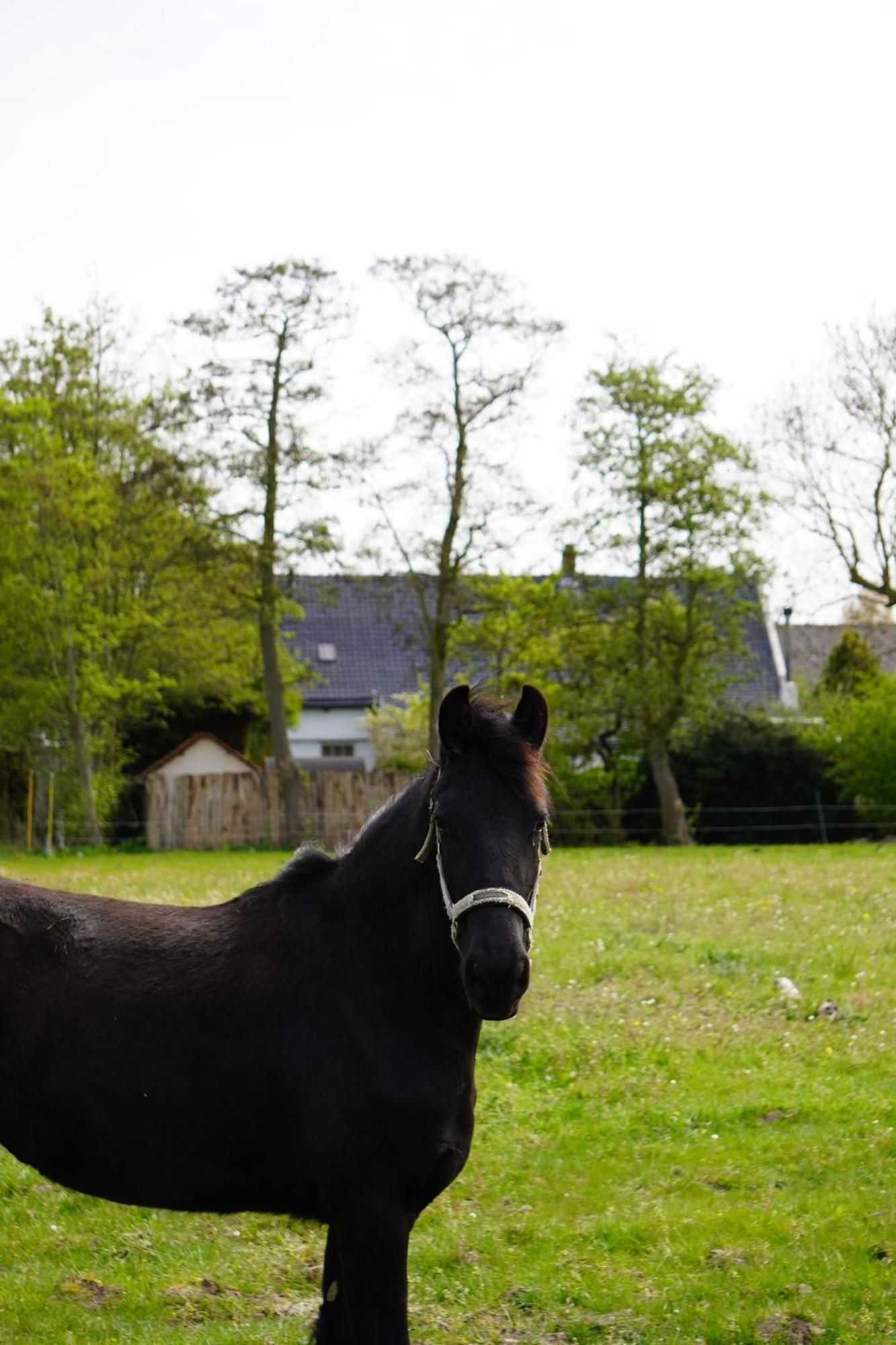 B&B Catharinenburg Golf & Wellness Melissant エクステリア 写真